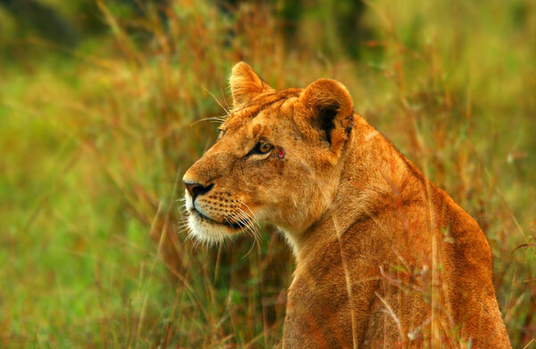 Львица в дикой природе
