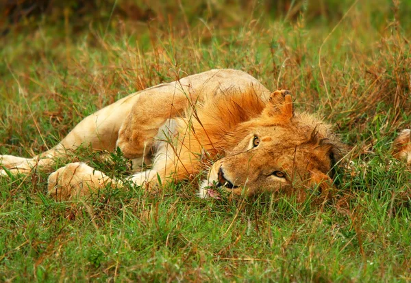 Jovem leão africano selvagem jogando — Fotografia de Stock