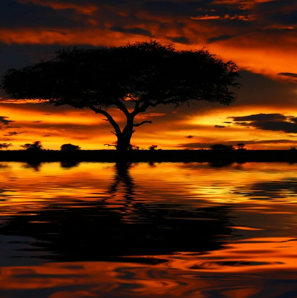 Strom siluetu a dramatické západy slunce — Stock fotografie