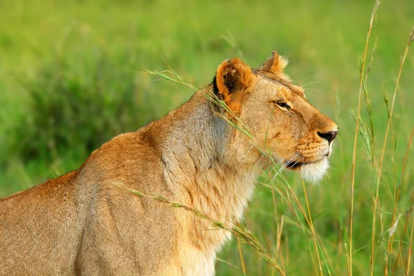 野生のアフリカのライオン — ストック写真