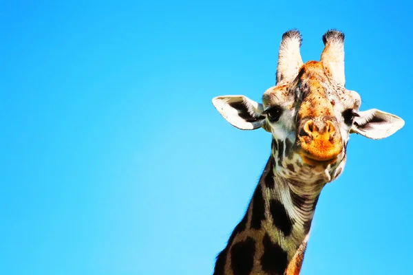 Portrait of Giraffe — Stock Photo, Image