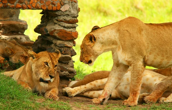 Λιοντάρια σε άγρια κατάσταση — Φωτογραφία Αρχείου