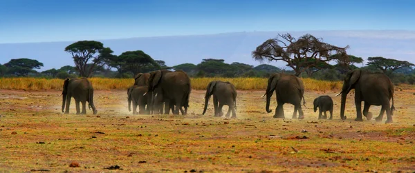 Dzikie słonie afrykańskie — Zdjęcie stockowe