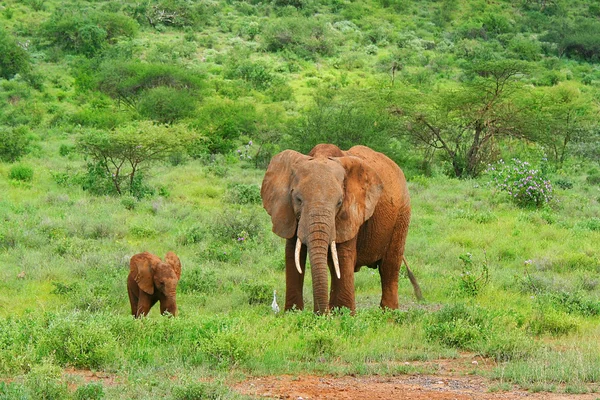 Les éléphants dans la nature — Photo