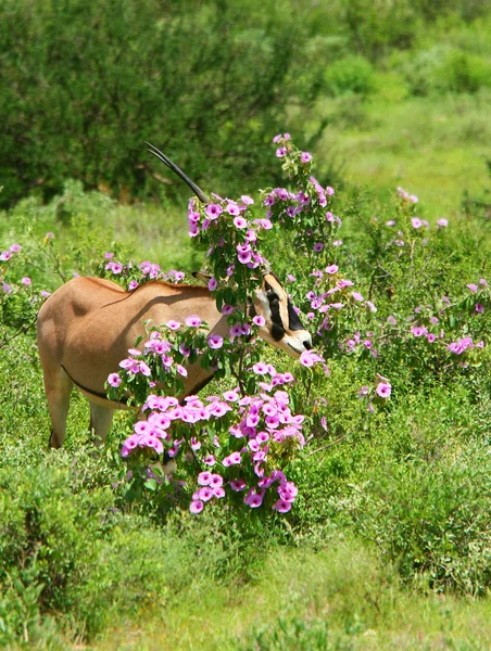 Impala i det vilda — Stockfoto