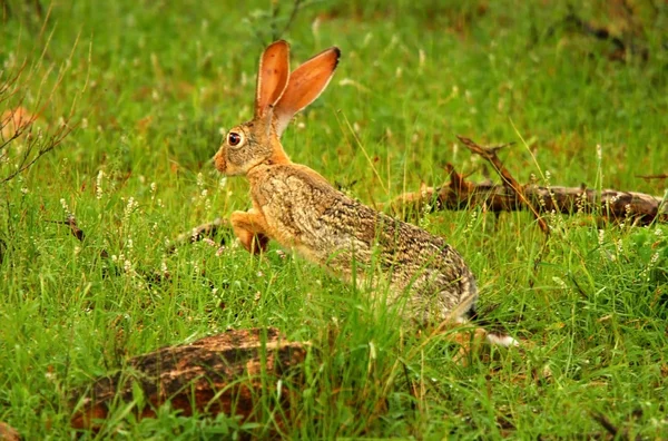 Running hare in the wild — Stock Photo, Image