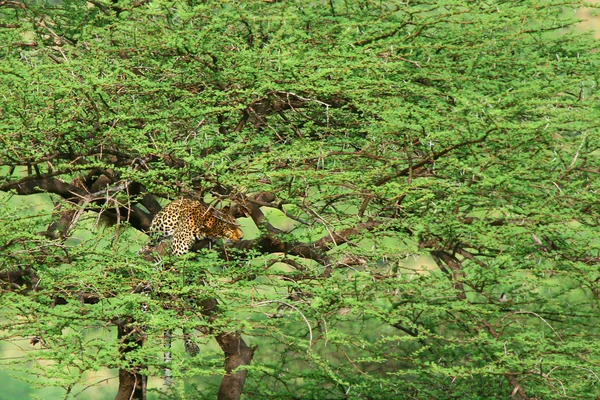Leopard op de boom — Stockfoto
