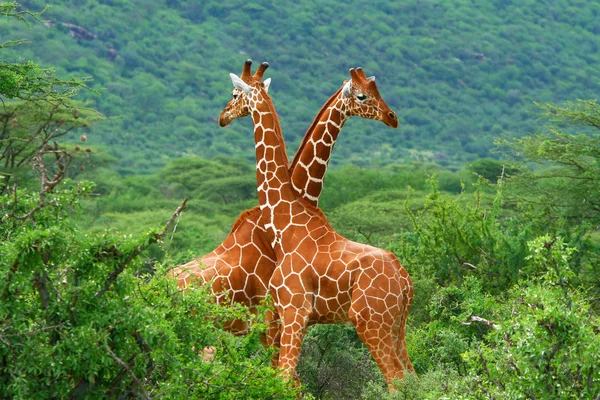 Slagsmål av två giraffer — Stockfoto