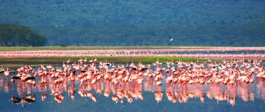 African flamingos clipart