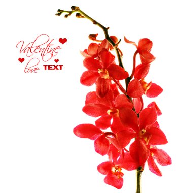 Red orchid clipart