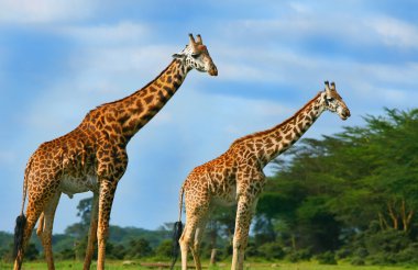 Family of wild giraffes