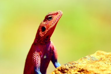 Portrait of lizard clipart