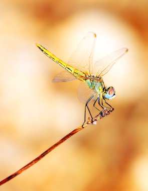 Closeup portrait of dragonfly clipart