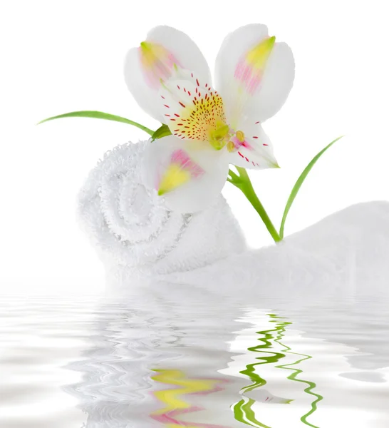 Świeże biała lilia — Zdjęcie stockowe