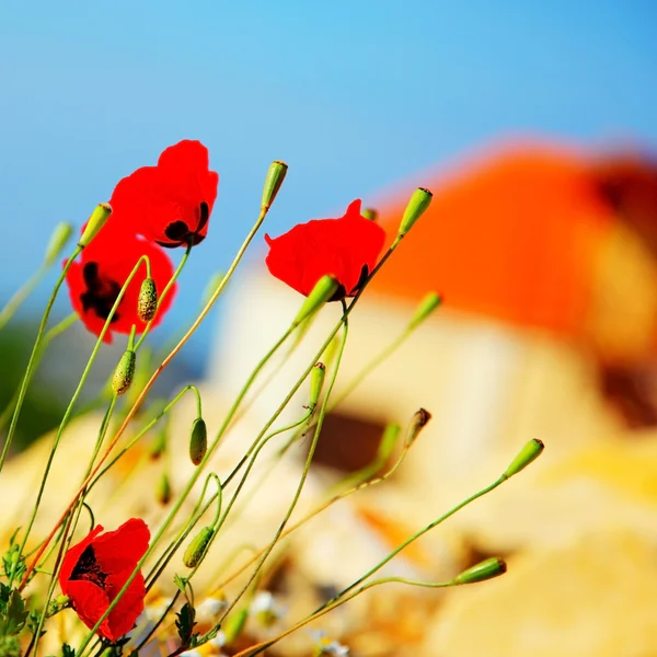 Poppy flowers meadow — Stock Photo, Image