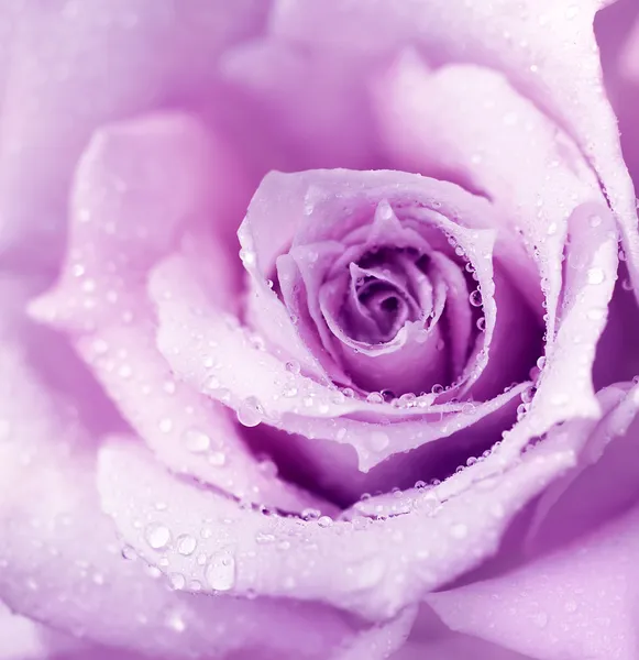 Lila nasse Rose Hintergrund — Stockfoto