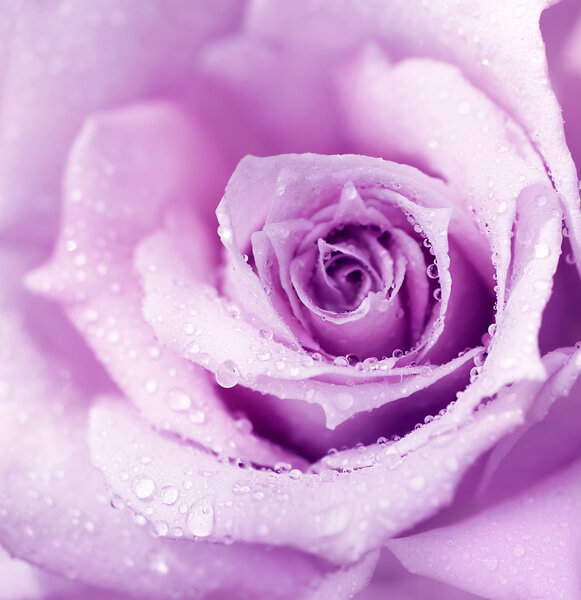 Purple wet rose background