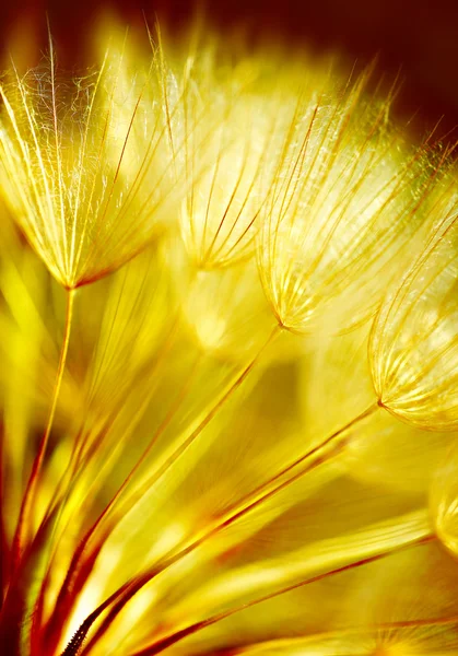 Soft dandelion flower background — Stock Photo, Image