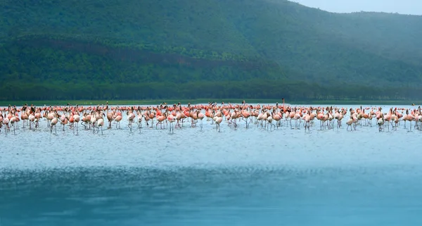 フラミンゴの群れ — ストック写真