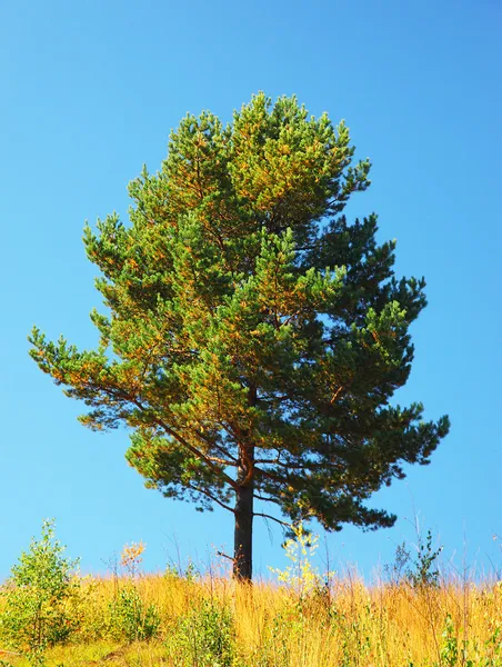 Alanında tek ağaç — Stok fotoğraf