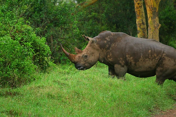 야생에서 코뿔소 — 스톡 사진
