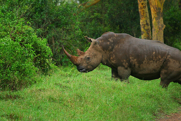 Rhinoceros in the wild
