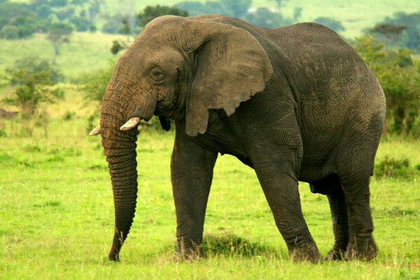Elephant in the wild. Africa. Kenya. Masai Mara