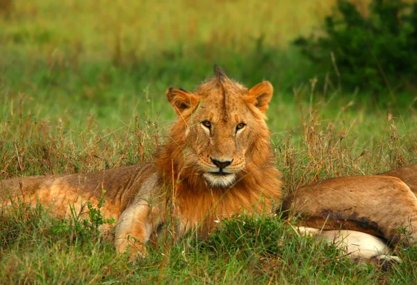 Porträtt av unga vilda afrikanska lejon — Stockfoto