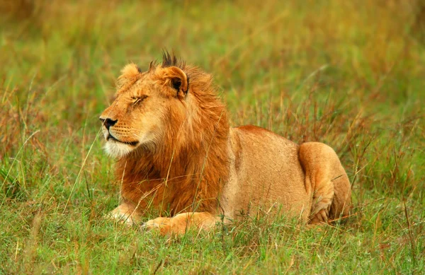 Giovane leone africano selvatico — Foto Stock