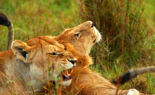 Львица в дикой природе — стоковое фото