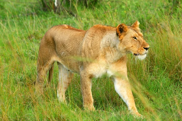 Leona africana salvaje — Foto de Stock