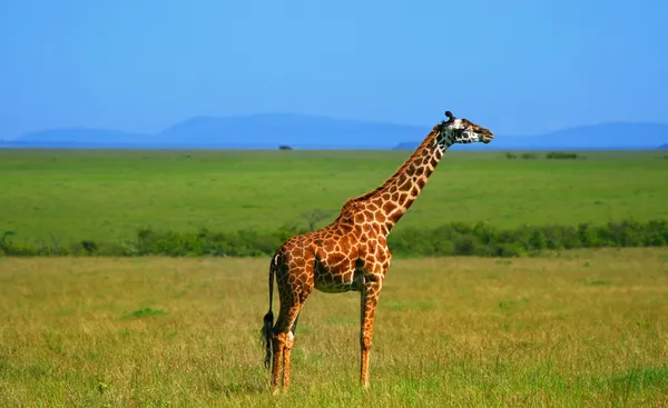 Jirafa salvaje africana — Foto de Stock