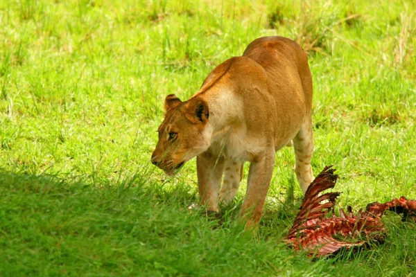 Vahşi africam dişi aslan yeme wildebeest — Stok fotoğraf