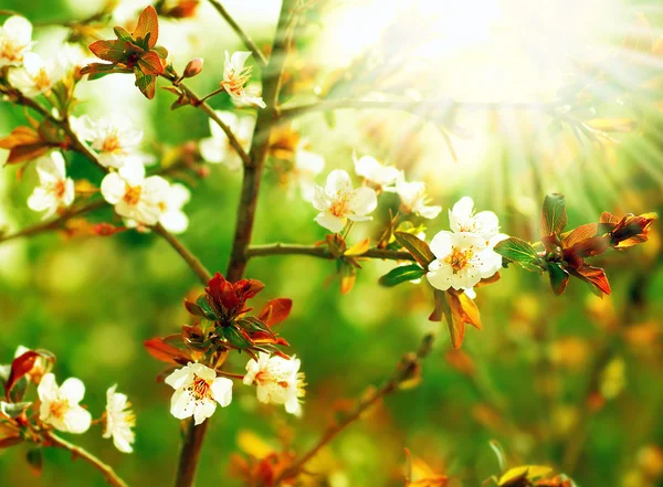 Kwiat drzewa migdałowego — Zdjęcie stockowe