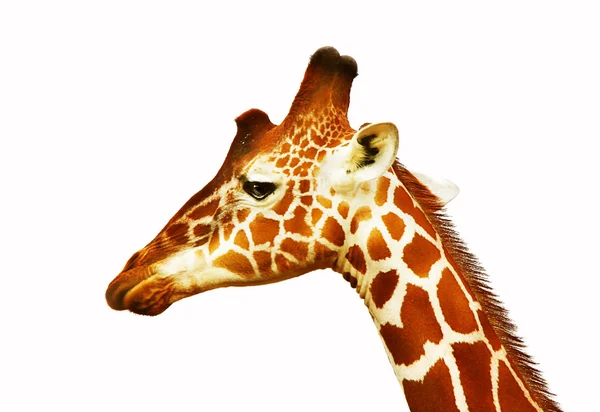 Porträtt av giraff — Stockfoto