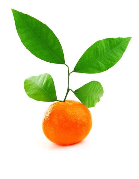 Спелый свежий мандарин — стоковое фото