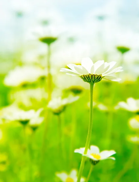 Jarní pole sedmikrásky — Stock fotografie