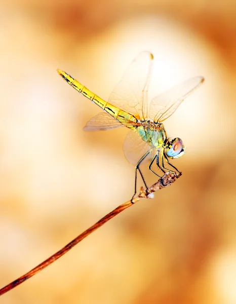 Retrato de cerca de libélula —  Fotos de Stock