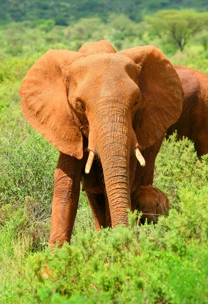Vahşi Afrika fili — Stok fotoğraf