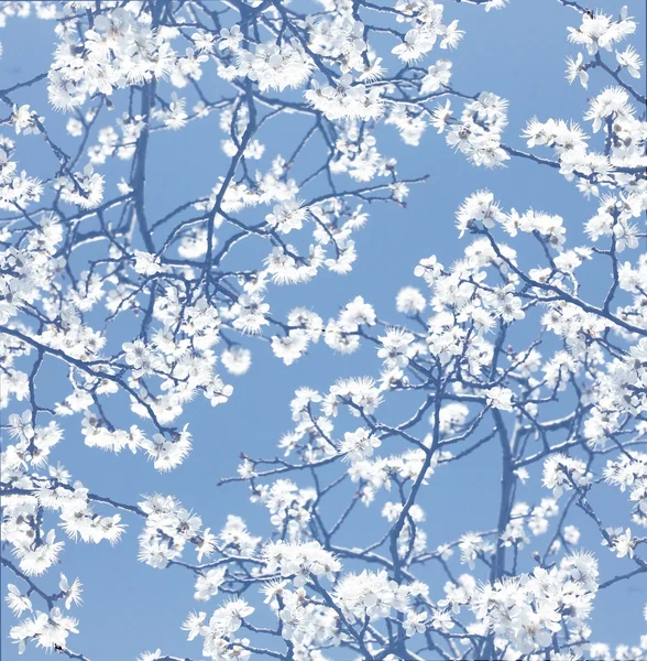 Blooming tree background — Stock Photo, Image