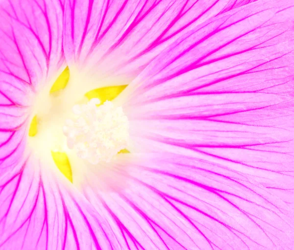 Macro flor fundo — Fotografia de Stock