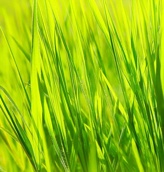 Fond d'herbe verte fraîche — Photo