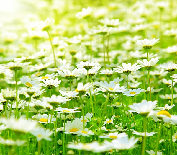 Frühlingsfeld der Gänseblümchen — Stockfoto