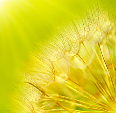 Abstract dandelion flower background clipart