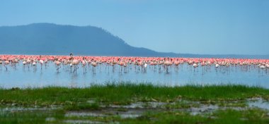 Flocks of flamingo clipart