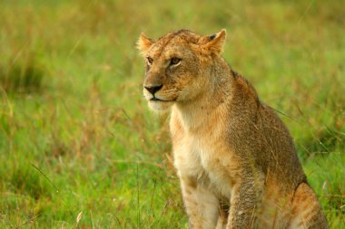 Lioness under rain in the wilderness clipart