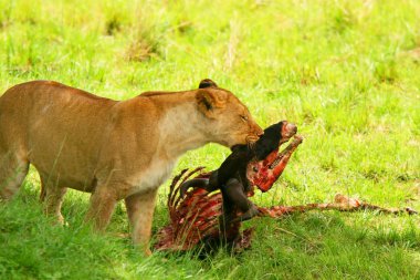 vahşi africam dişi aslan yeme wildebeest