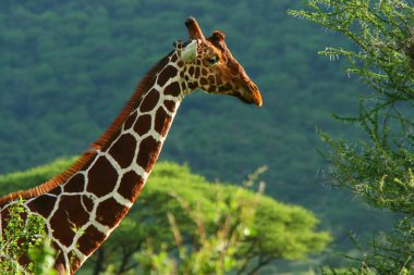 Giraffe in the wild clipart