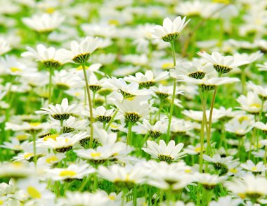 Spring field of daisies clipart