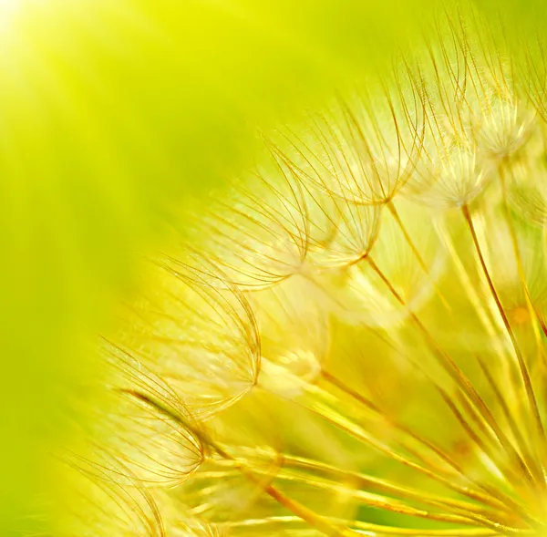 Abstrakte Löwenzahn Blume Hintergrund — Stockfoto